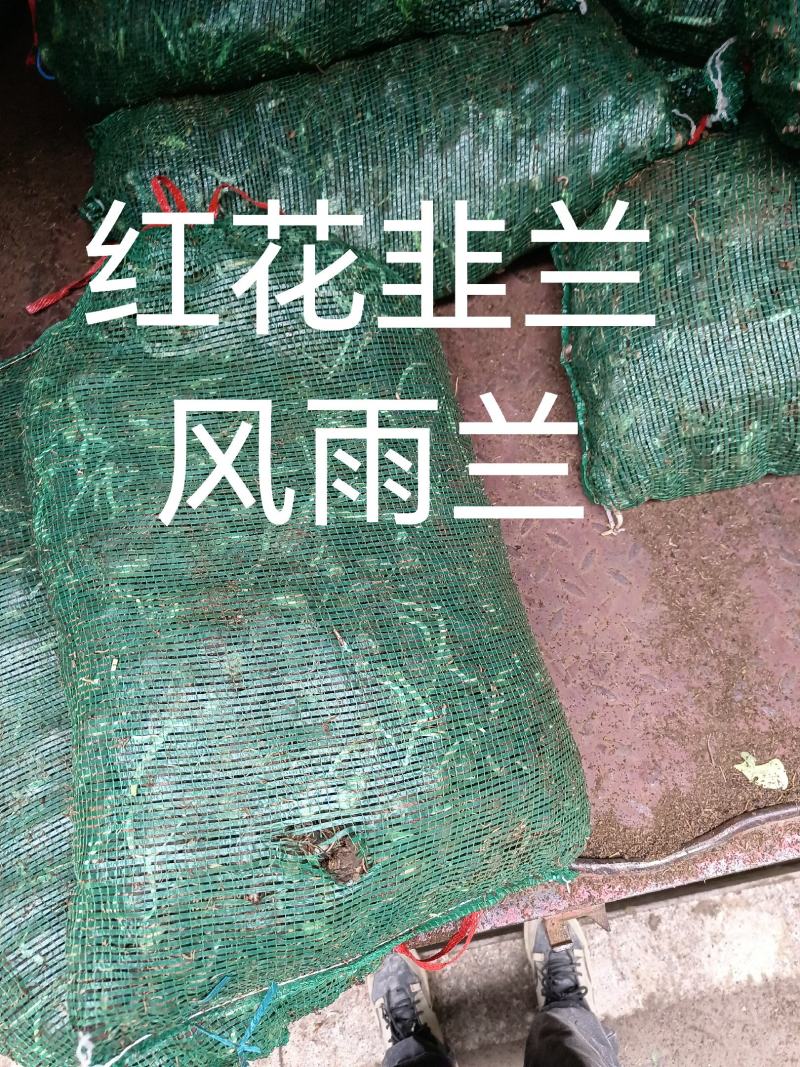 韭兰，风雨兰