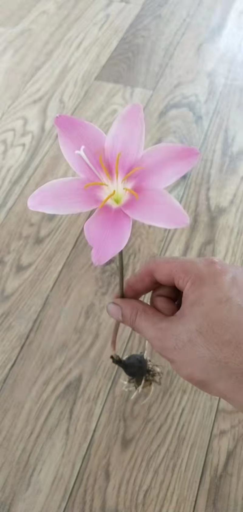 韭兰，风雨兰