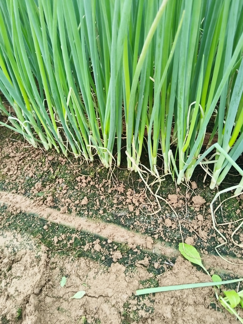 钢葱苗铁杆大葱苗抗涝耐热自有育苗基地代育各品种