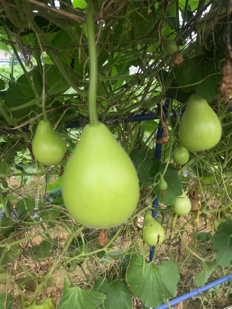 正源圆瓠瓜种子一代杂交早熟耐热甜蒲瓜菜葫芦小瓠子短棒瓠瓜