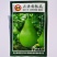 正源圆瓠瓜种子一代杂交早熟耐热甜蒲瓜菜葫芦小瓠子短棒瓠瓜