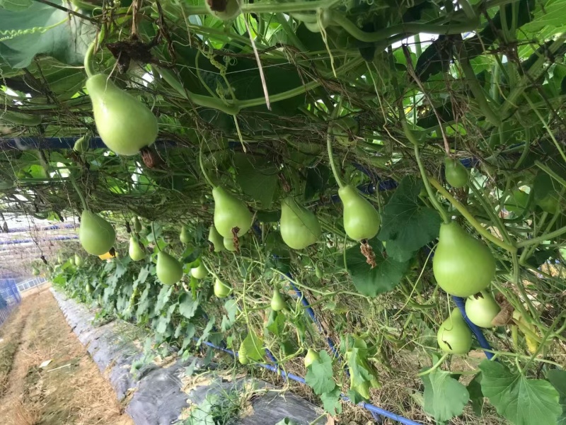 正源圆瓠瓜种子一代杂交早熟耐热甜蒲瓜菜葫芦小瓠子短棒瓠瓜
