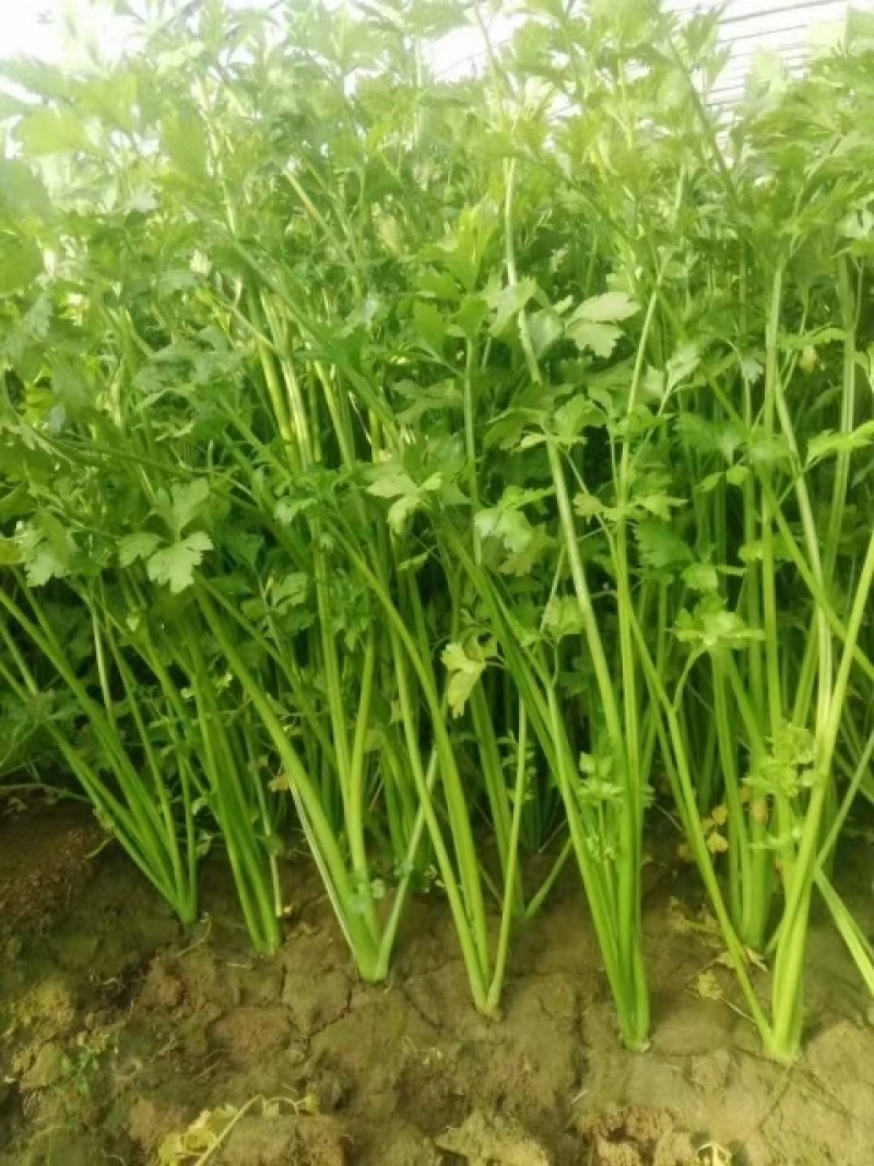 精品细颗西芹大量上市中，颜色翠绿口感爽脆