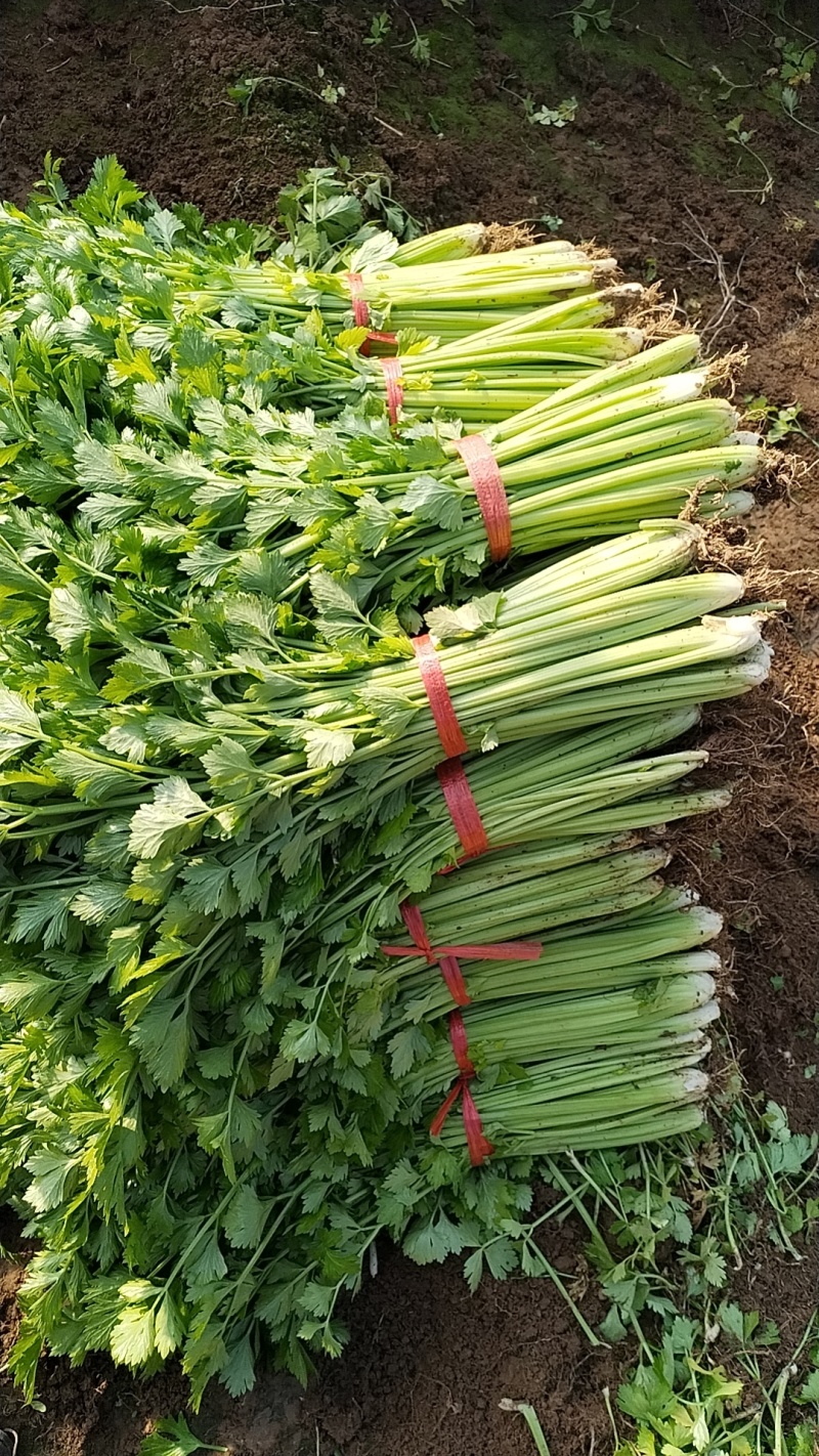 精品细颗西芹大量上市中，颜色翠绿口感爽脆