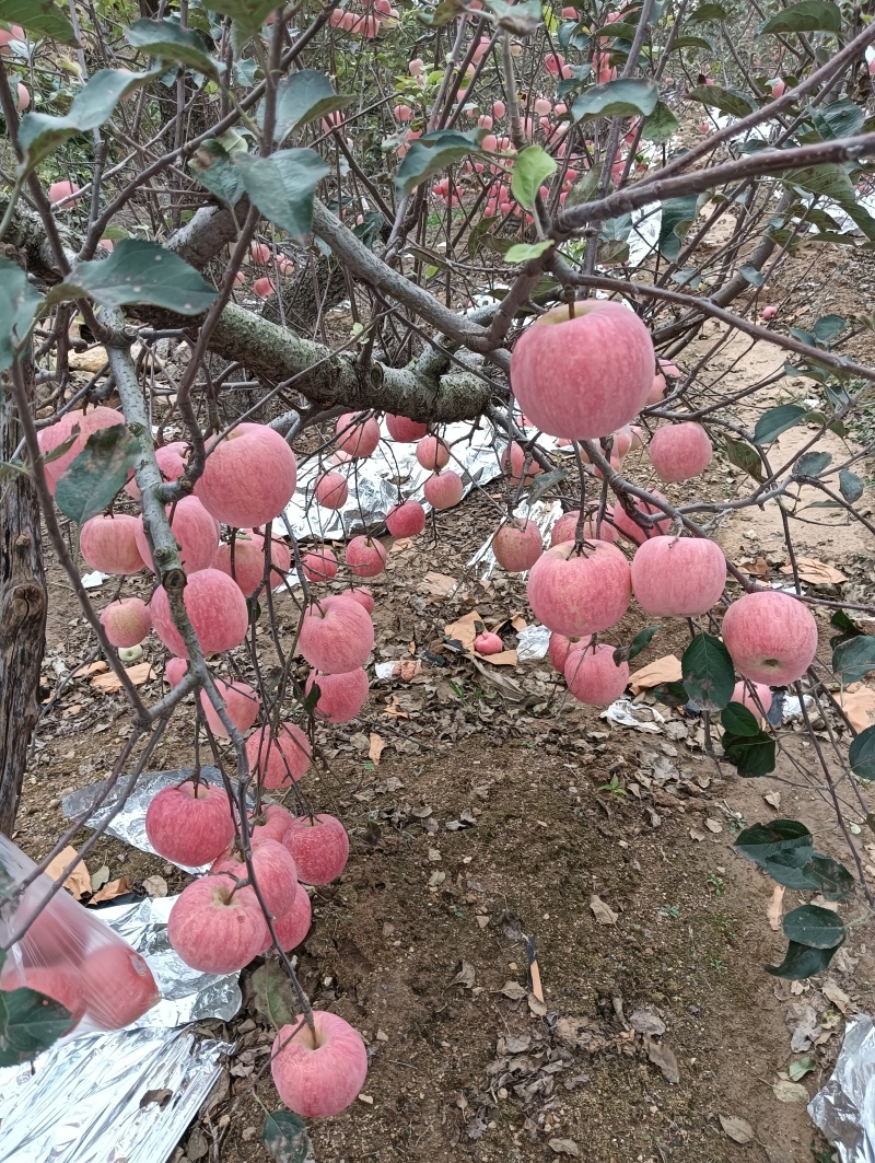 山东烟台富士红富士苹果一手货源充足，视频看货电话联系