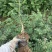 营养杯花椒苗，无刺花椒苗，大红袍花椒苗，花椒苗、狮子头