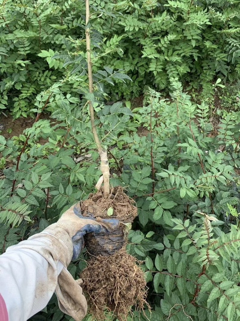 营养杯花椒苗，无刺花椒苗，大红袍花椒苗，花椒苗、狮子头