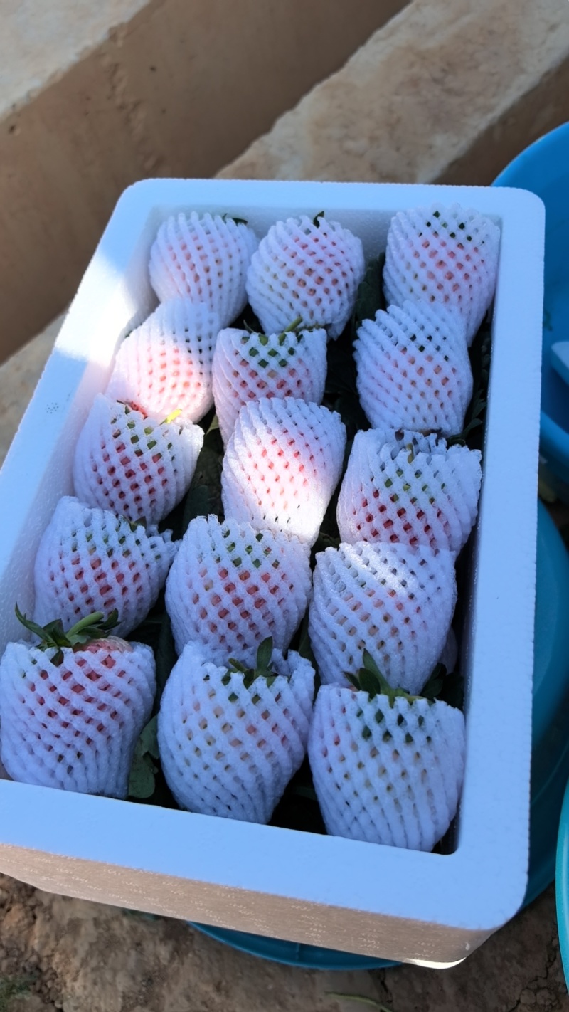 粉玉草莓大中小果批发零售