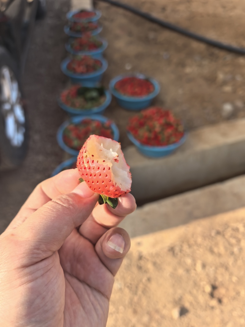 粉玉草莓大中小果批发零售