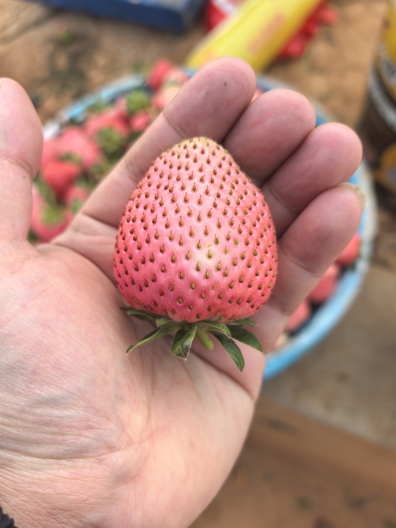 粉玉草莓大中小果批发零售
