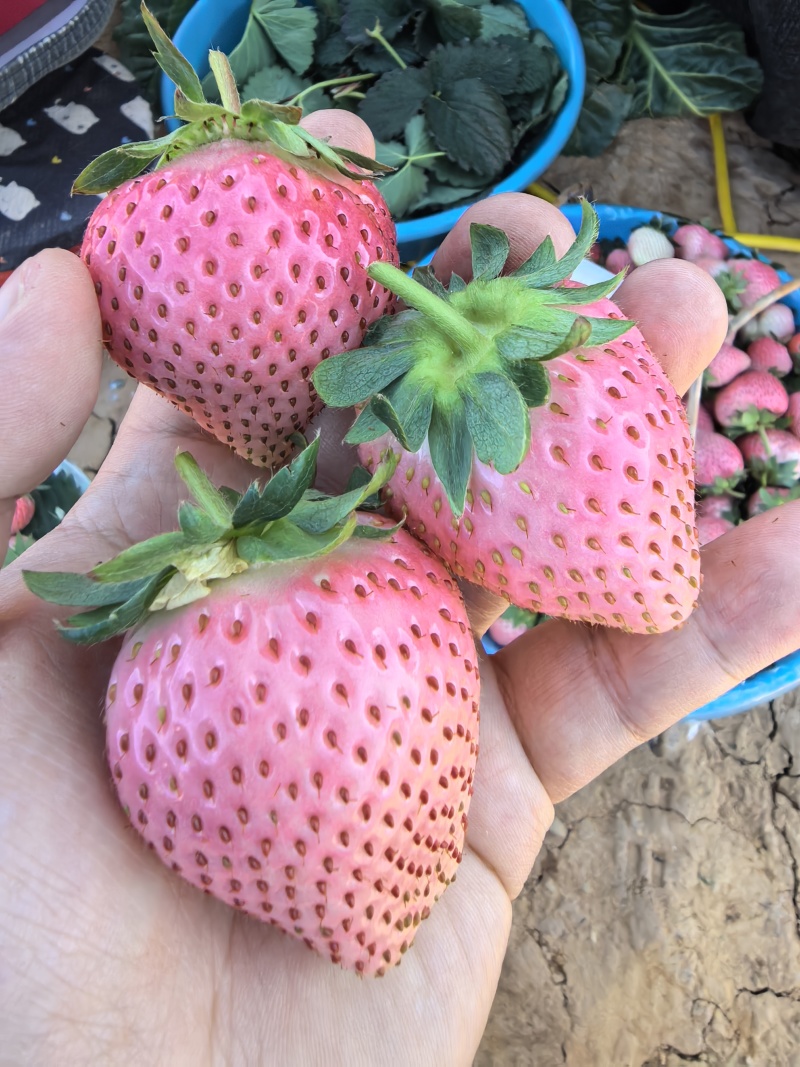 粉玉草莓大中小果批发零售