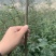 营养杯花椒苗，无刺花椒苗，大红袍花椒苗，花椒苗、狮子头