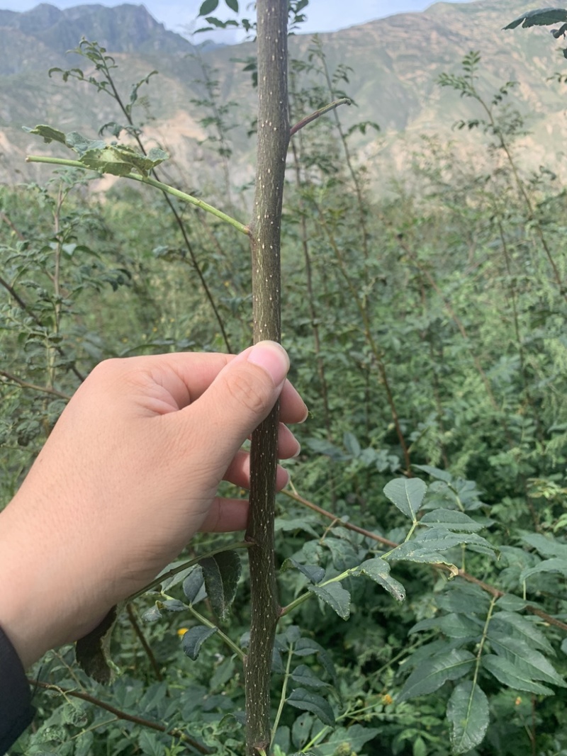 营养杯花椒苗，无刺花椒苗，大红袍花椒苗，花椒苗、狮子头