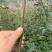 营养杯花椒苗，无刺花椒苗，大红袍花椒苗，花椒苗、狮子头
