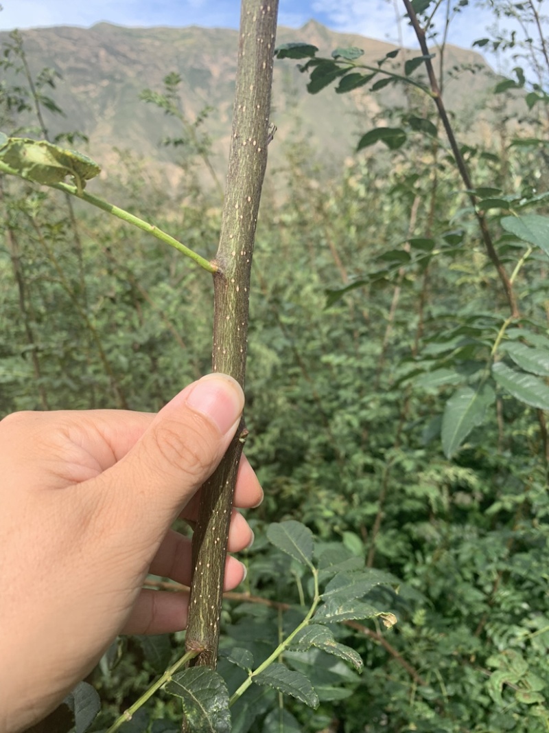 营养杯花椒苗，无刺花椒苗，大红袍花椒苗，花椒苗、狮子头