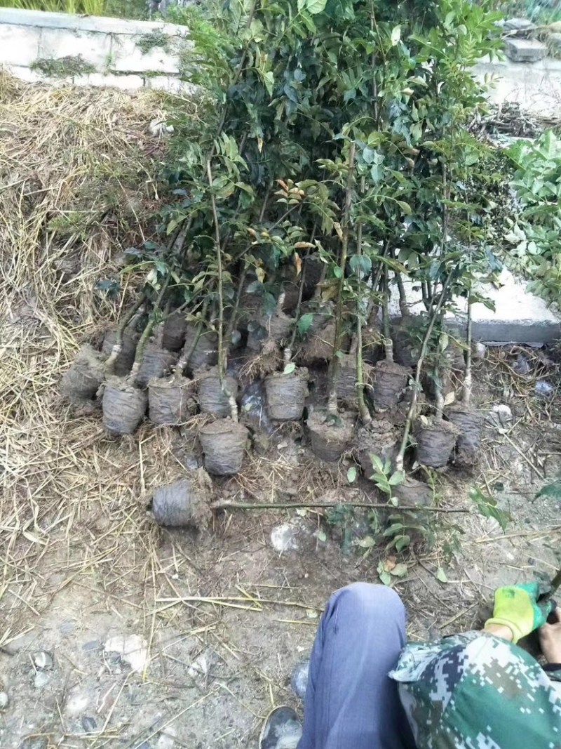营养杯花椒苗，无刺花椒苗，大红袍花椒苗，花椒苗、狮子头
