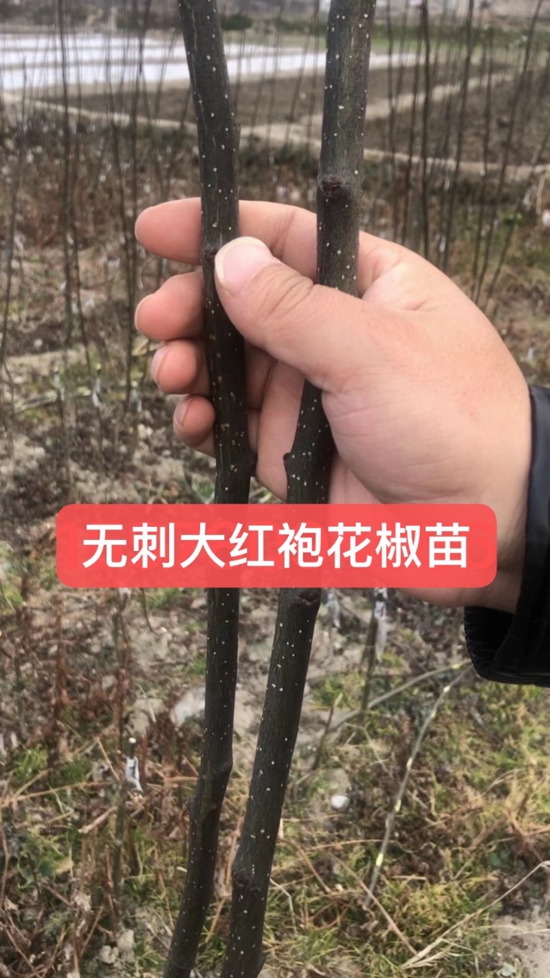营养杯花椒苗，无刺花椒苗，大红袍花椒苗，花椒苗、狮子头