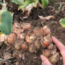 沙姜大量供应