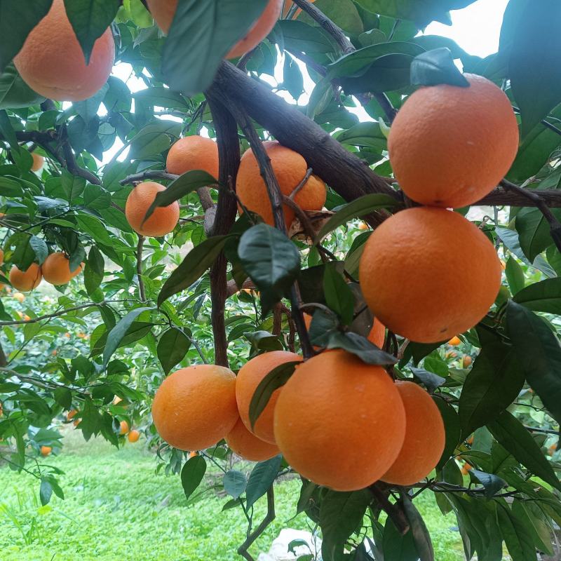 【实力】重庆奉节脐橙福本脐橙大量上市，皮溥化查，货源充足
