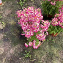 蛾蝶花基地精品蛾蝶花