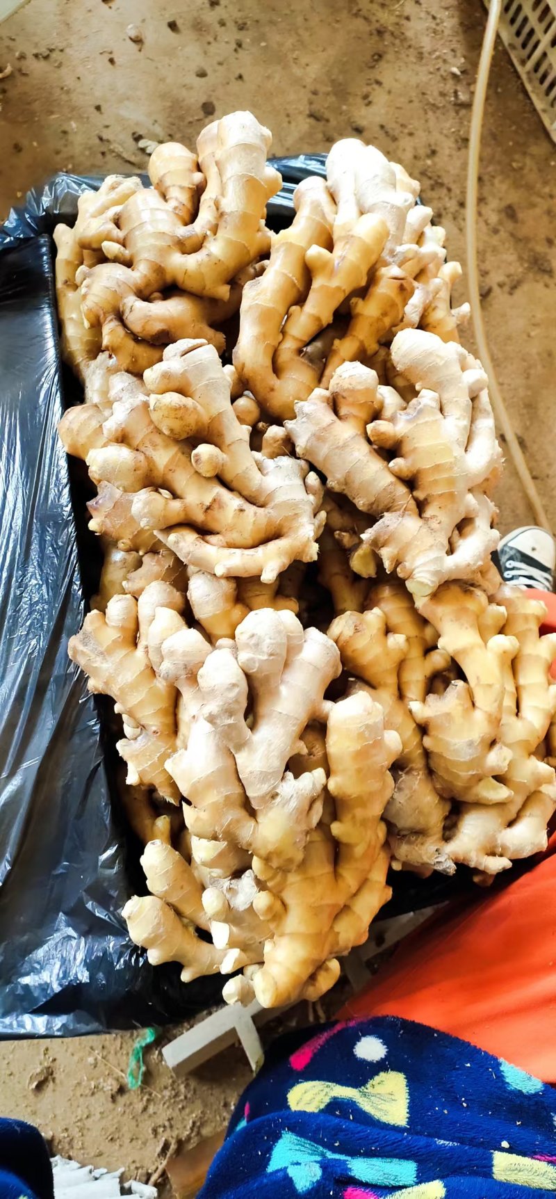 安徽大姜窖藏大姜产地批发老姜大黄姜品质好对接电商