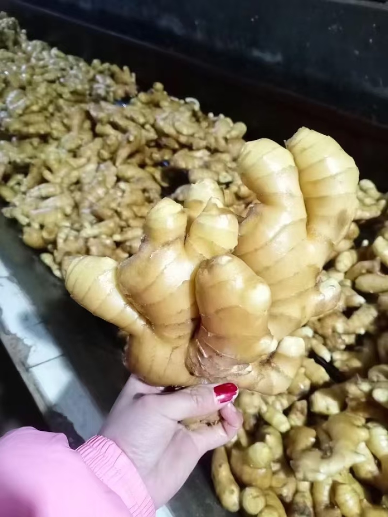 【实力商家】大黄姜山东生姜老姜，大量现货供应，欢迎电联