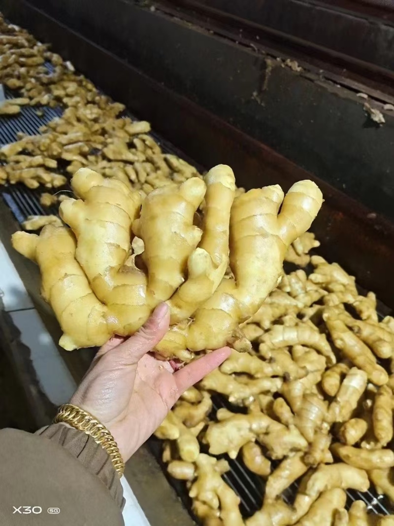 【实力商家】大黄姜山东生姜老姜，大量现货供应，欢迎电联