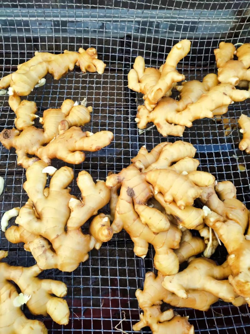【实力商家】大黄姜山东生姜老姜，大量现货供应，欢迎电联