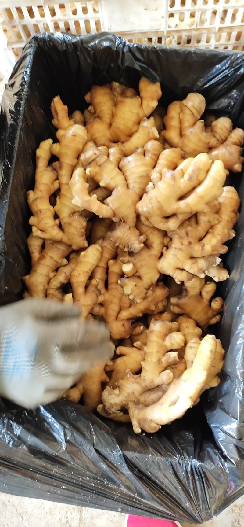 【实力商家】大黄姜山东生姜老姜，大量现货供应，欢迎电联