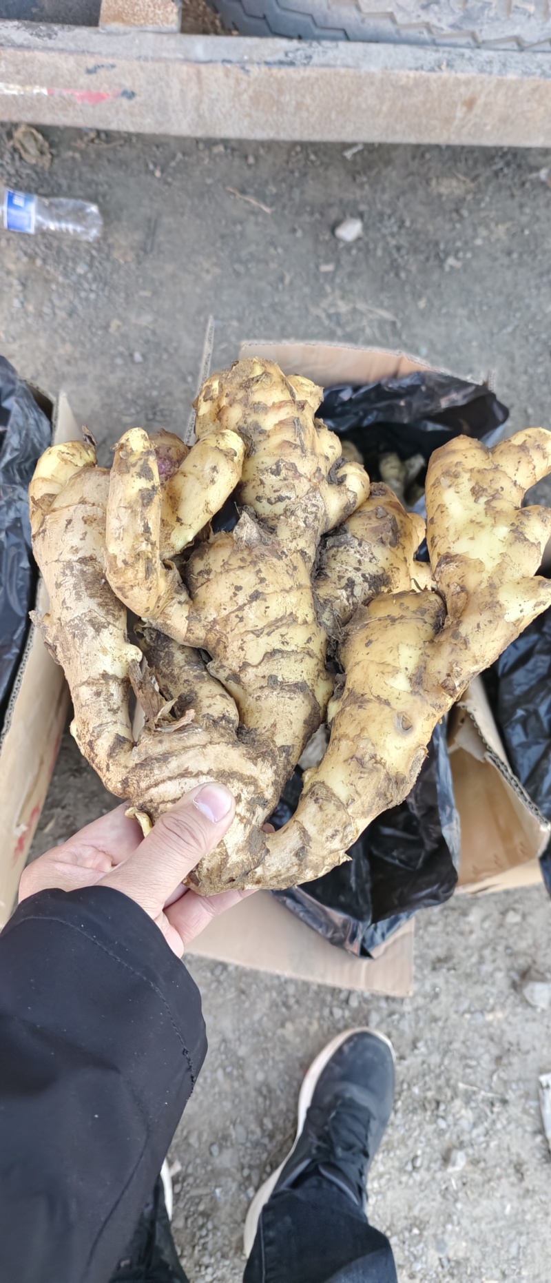 【实力商家】大黄姜山东生姜老姜，大量现货供应，欢迎电联
