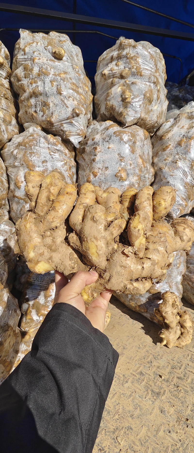 【实力商家】大黄姜山东生姜老姜，大量现货供应，欢迎电联