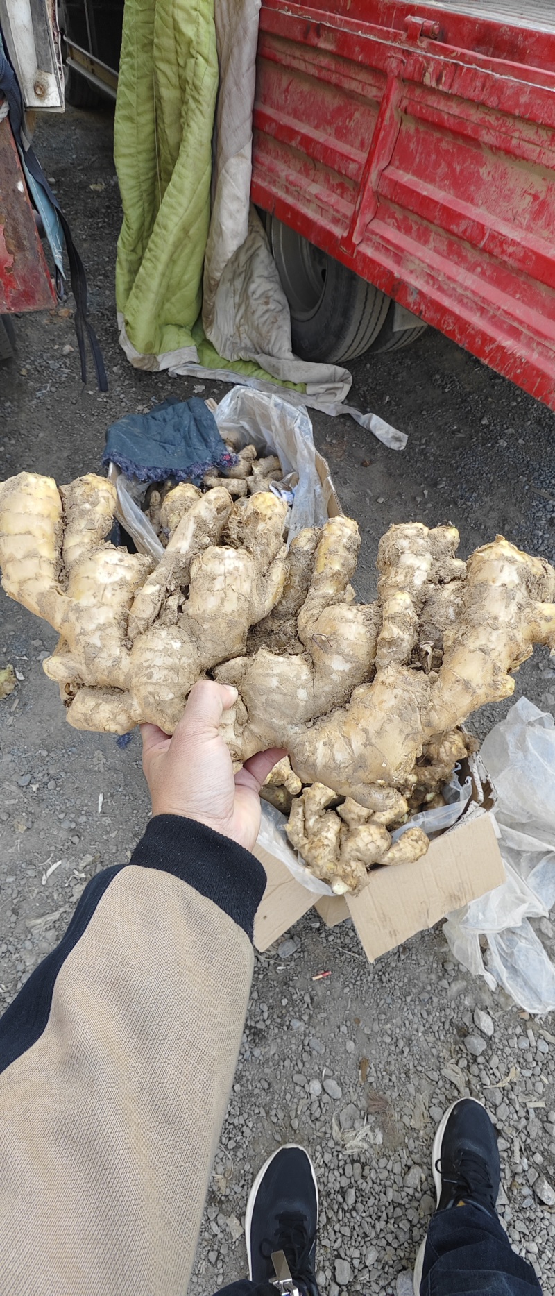 【实力商家】大黄姜山东生姜老姜，大量现货供应，欢迎电联