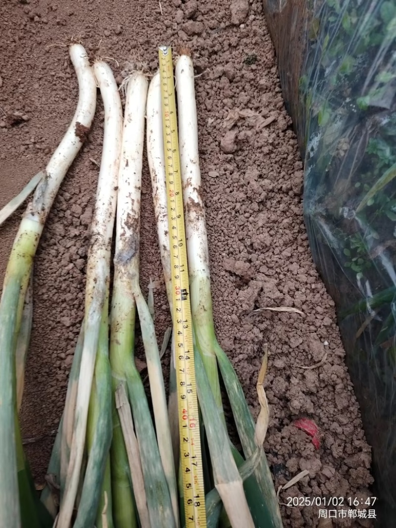 钢葱河南产区有货，价格美丽，支持电商，市场