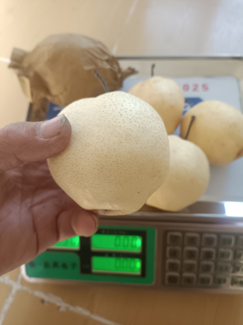 好吃的山农酥梨！皮薄核小无渣味甜！