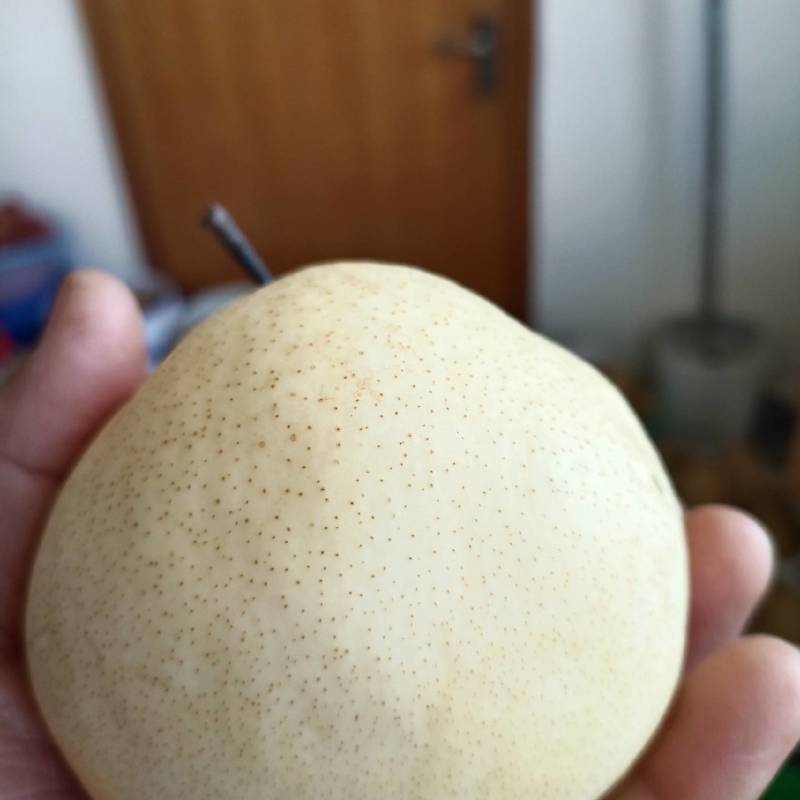 好吃的山农酥梨！皮薄核小无渣味甜！