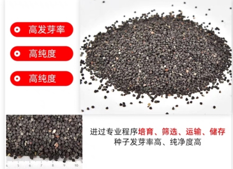 麦仙翁厂家货源批发价格全国发货价格便宜欢迎下单咨询