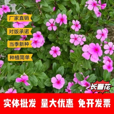 长春花厂家货源批发价格全国发货价格便宜欢迎下单咨询