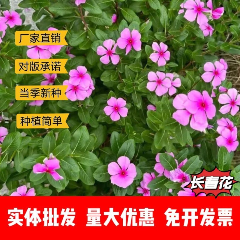长春花厂家货源批发价格全国发货价格便宜欢迎下单咨询