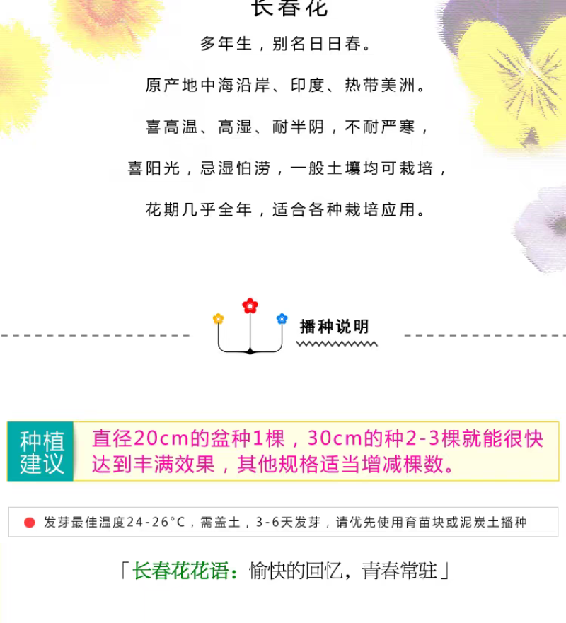 长春花厂家货源批发价格全国发货价格便宜欢迎下单咨询