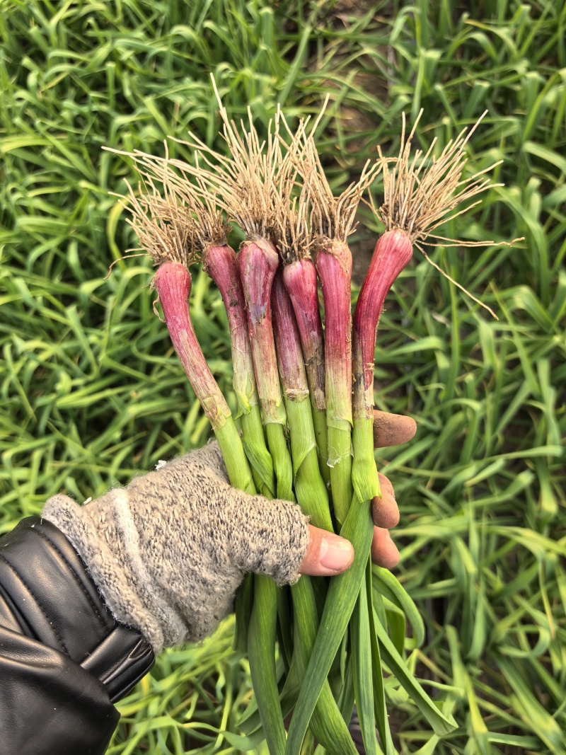 红根沙地蒜苗。无泥土净菜，持之以恒，长期供货。保证质量。