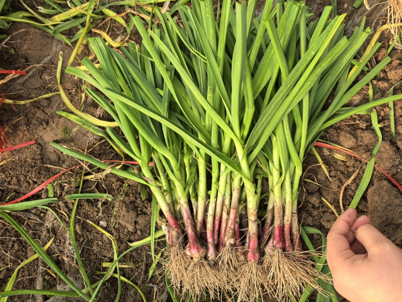 红根沙地蒜苗。无泥土净菜，持之以恒，长期供货。保证质量。