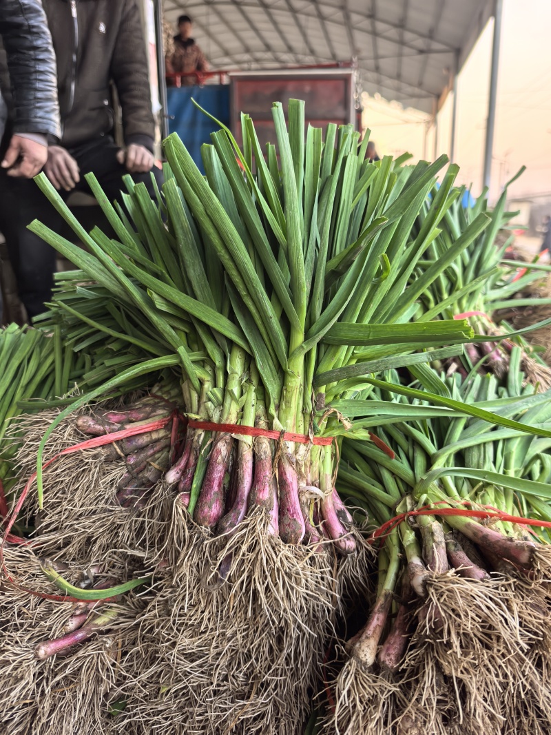 红根沙地蒜苗。无泥土净菜，持之以恒，长期供货。保证质量。