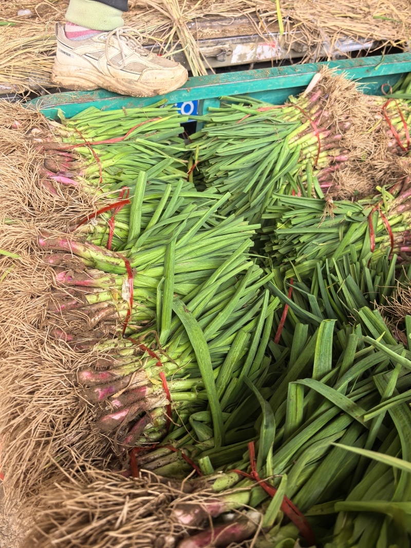 红根沙地蒜苗。无泥土净菜，持之以恒，长期供货。保证质量。