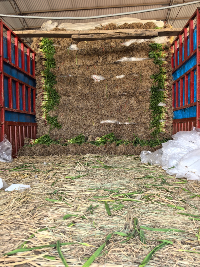 红根沙地蒜苗。无泥土净菜，持之以恒，长期供货。保证质量。