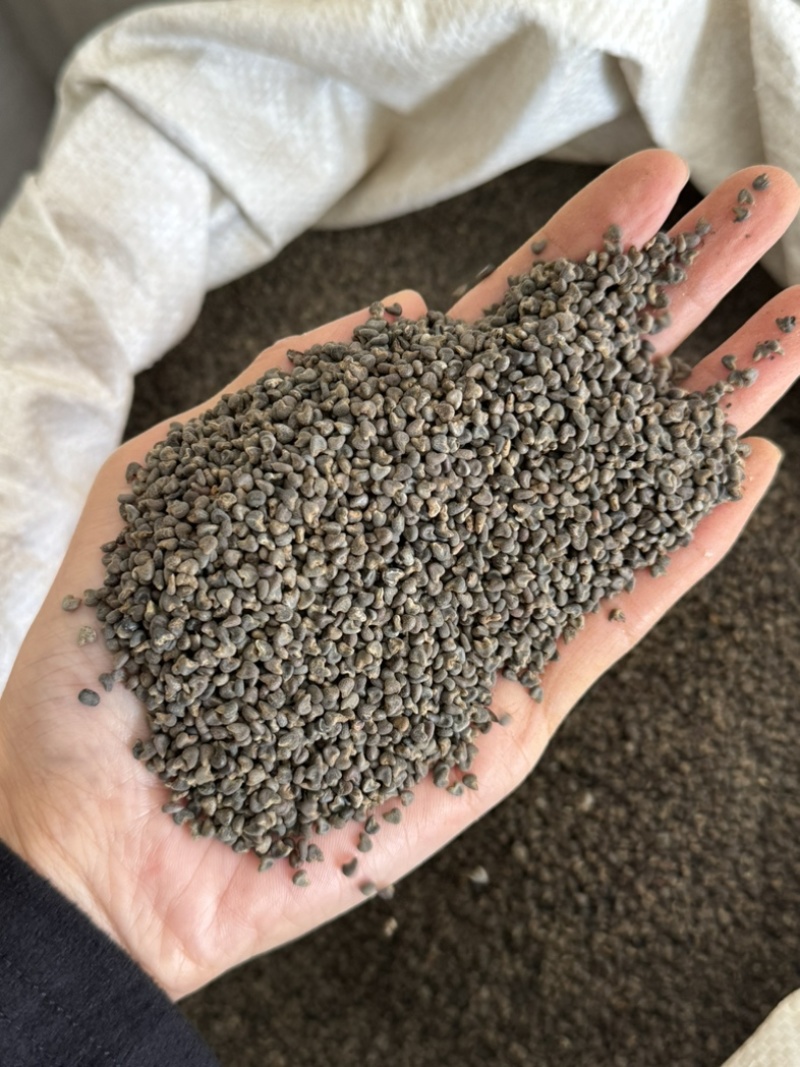 冬葵子很干净茼麻子茼麻籽实拍冬葵果现货冬葵籽