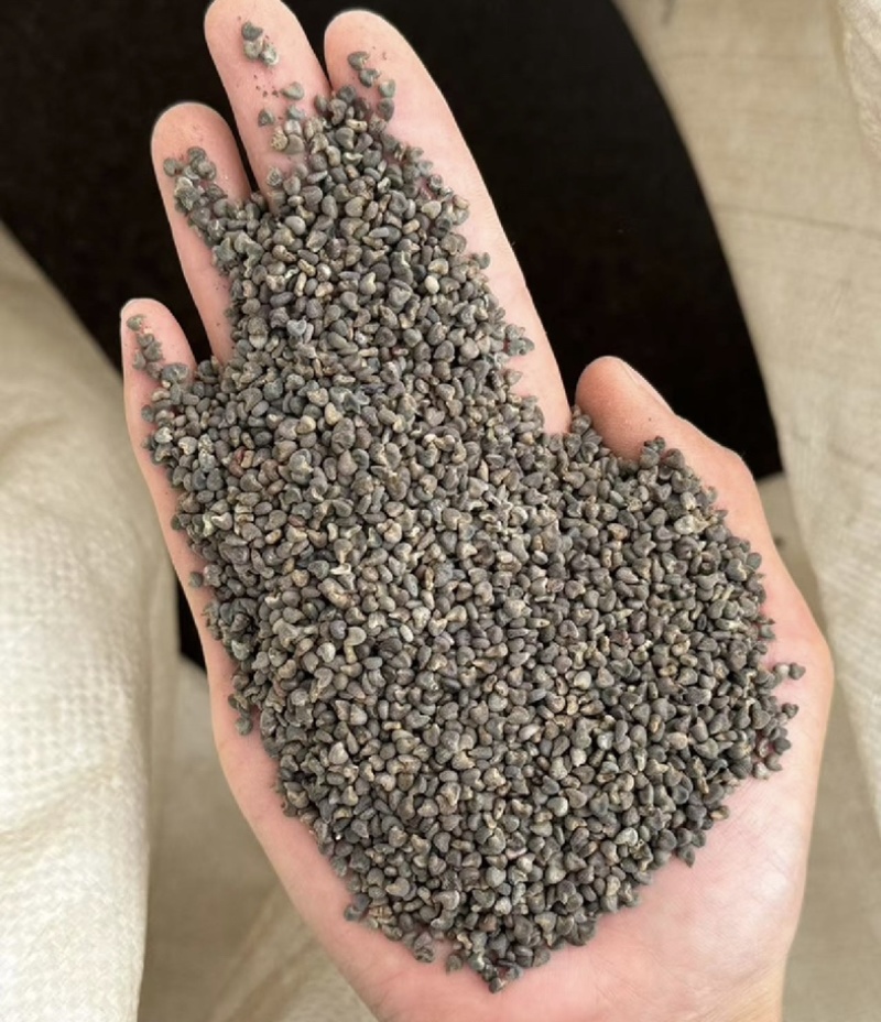 冬葵子很干净茼麻子茼麻籽实拍冬葵果现货冬葵籽