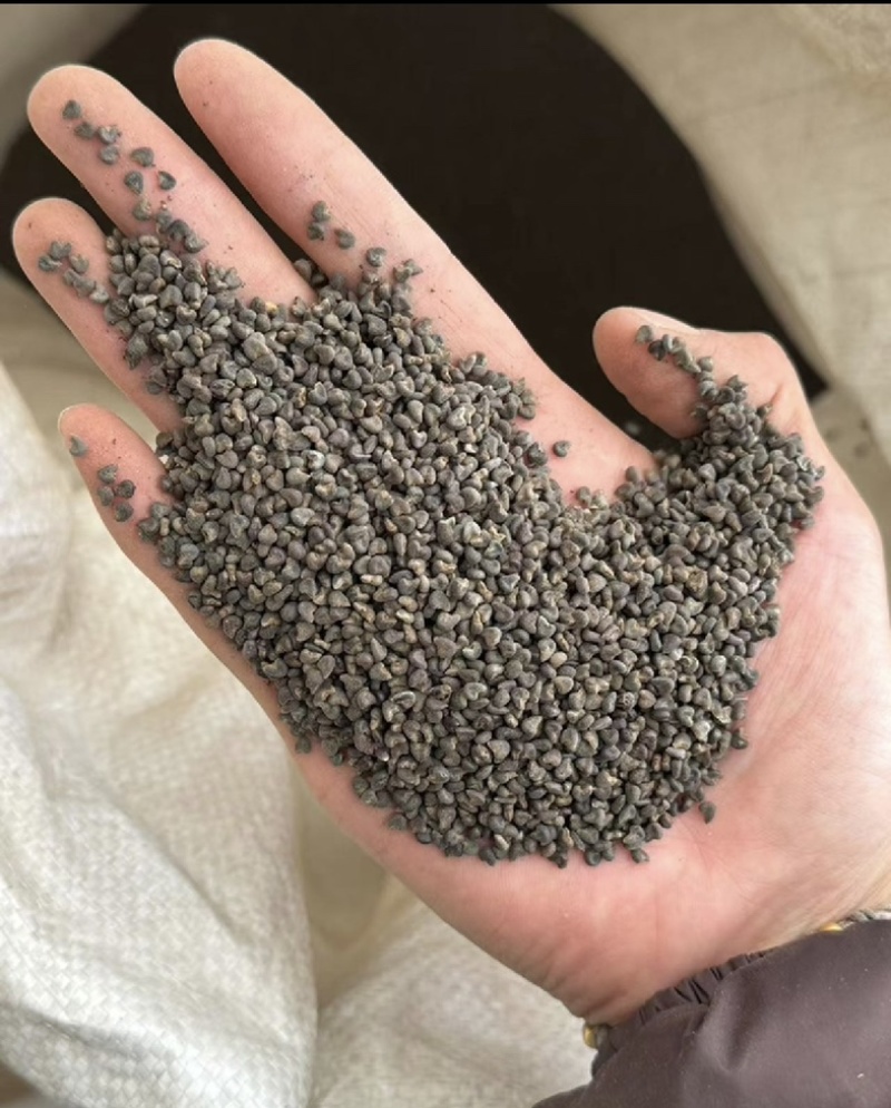 冬葵子很干净茼麻子茼麻籽实拍冬葵果现货冬葵籽