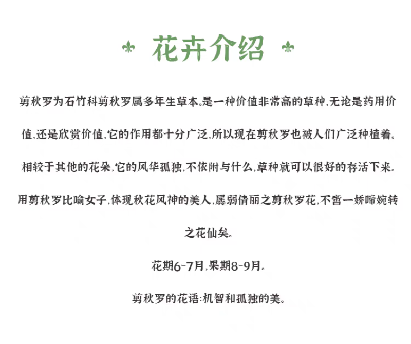 剪秋罗厂家货源批发价格全国发货价格便宜欢迎下单咨询