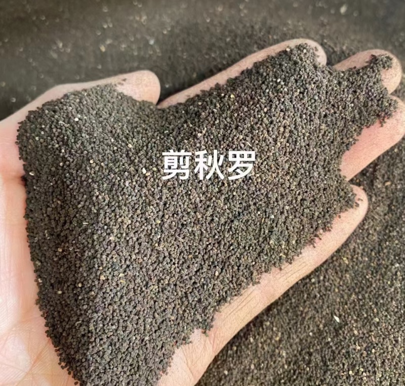 剪秋罗厂家货源批发价格全国发货价格便宜欢迎下单咨询