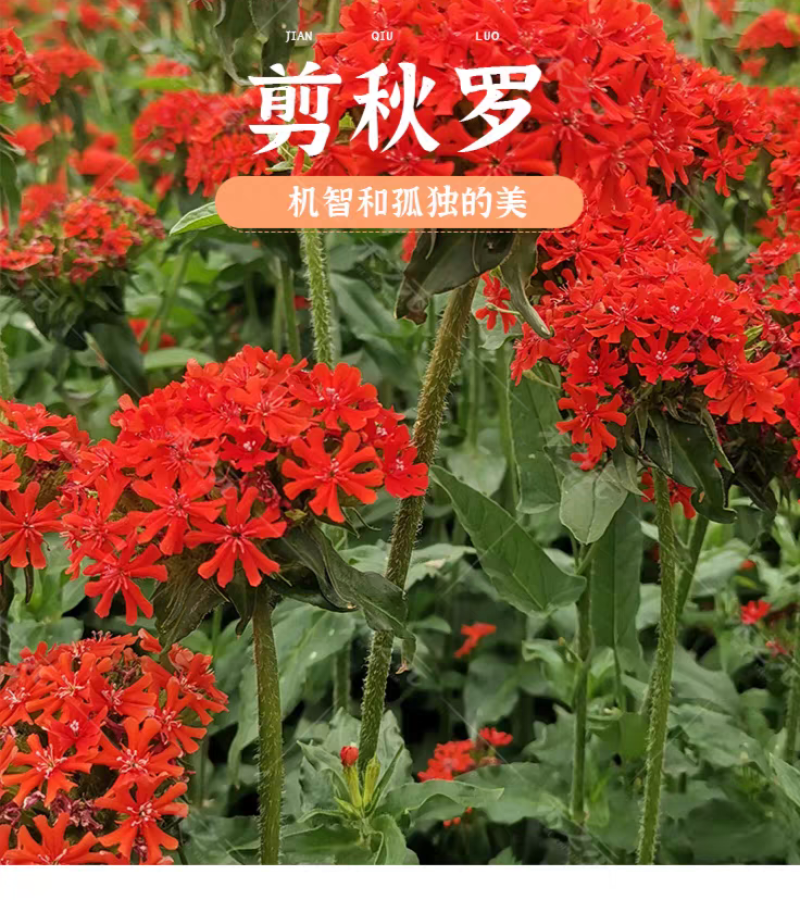 剪秋罗厂家货源批发价格全国发货价格便宜欢迎下单咨询